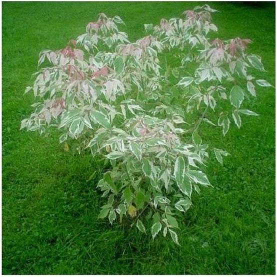 Erable à feuilles de frêne 'Flamingo'