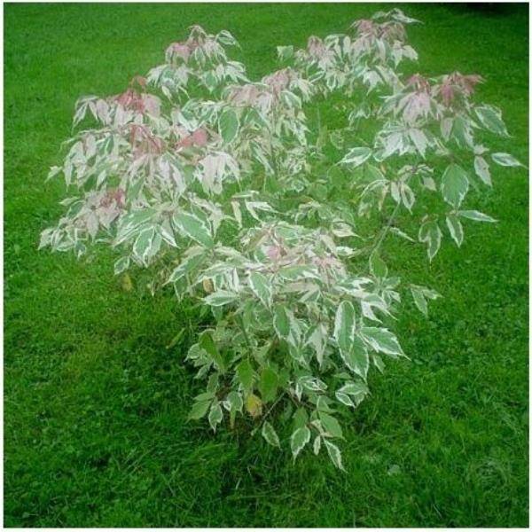 Erable à feuilles de frêne 'Flamingo'