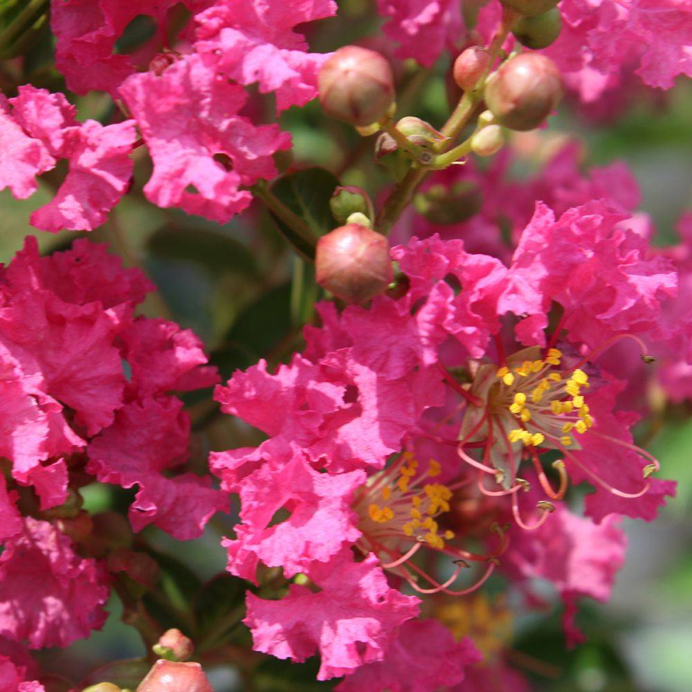 Lagerstroemia 'Bergerac®' - Image 3