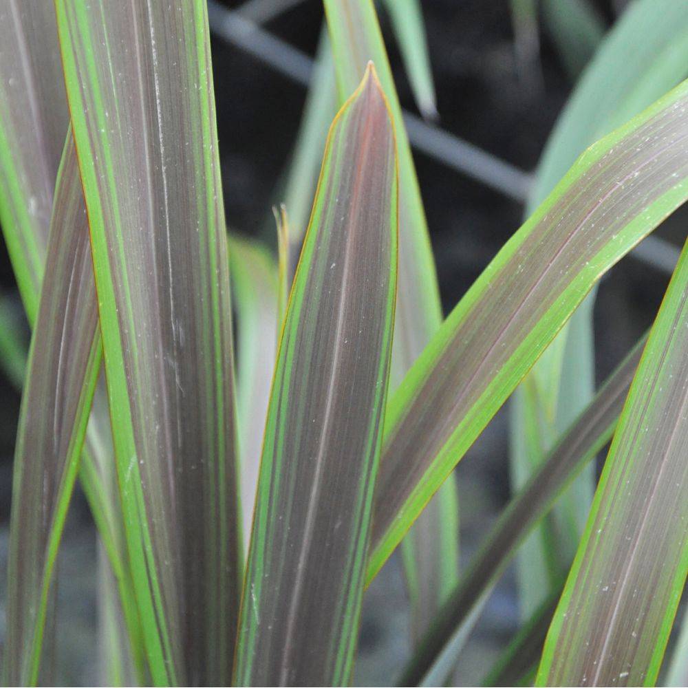 Phormium 'Sea jade' - Lin de Nouvelle-Zélande - Image 2