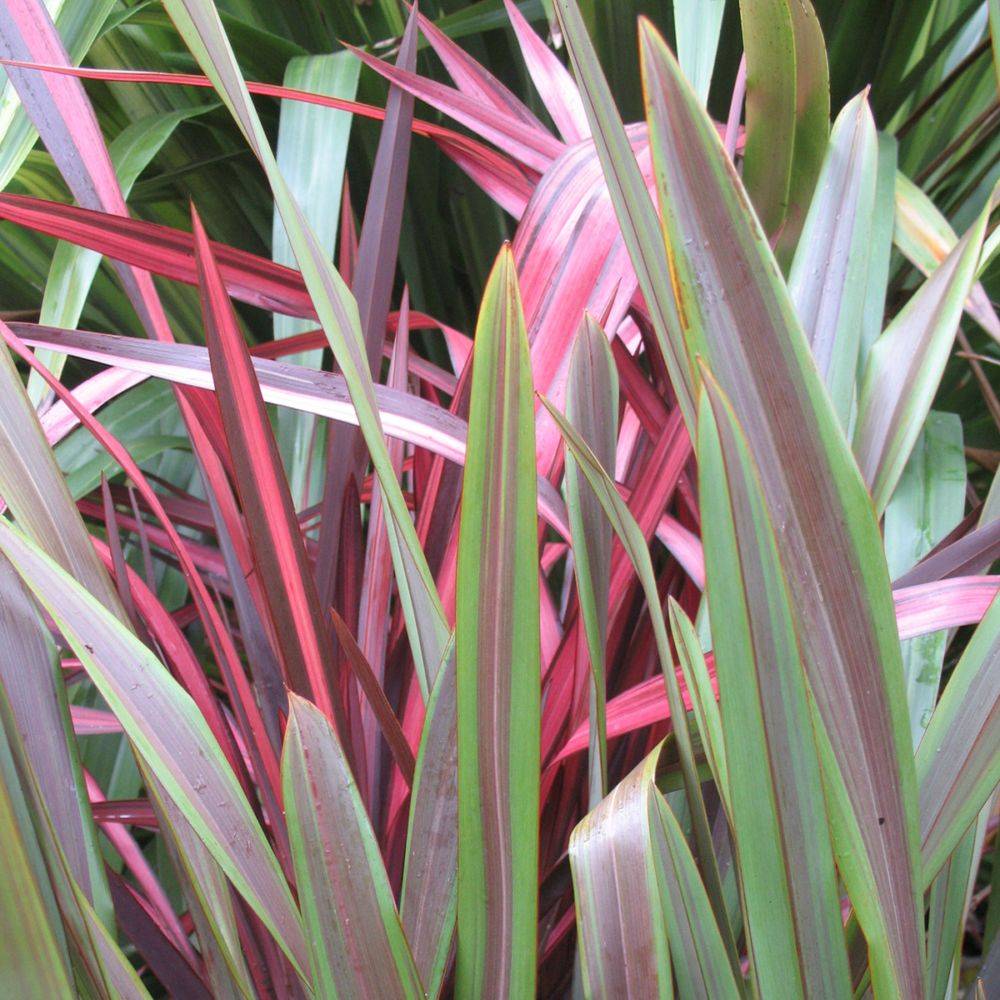 Phormium 'Sea jade' - Lin de Nouvelle-Zélande