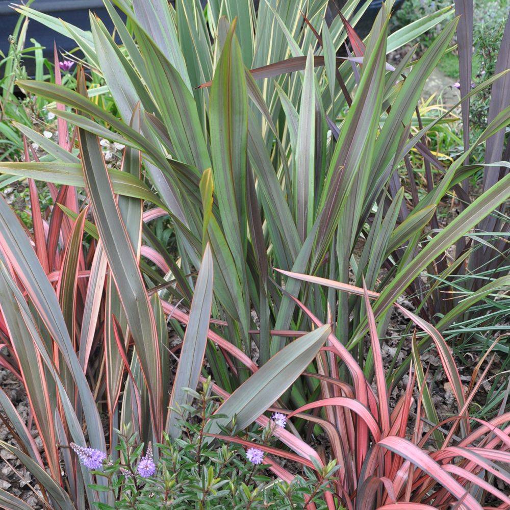 Phormium 'Sea jade' - Lin de Nouvelle-Zélande - Image 6
