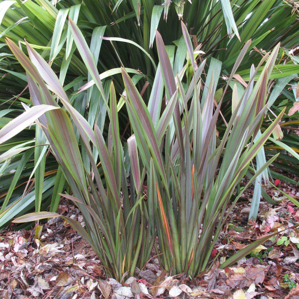 Phormium 'Sea jade' - Lin de Nouvelle-Zélande - Image 5