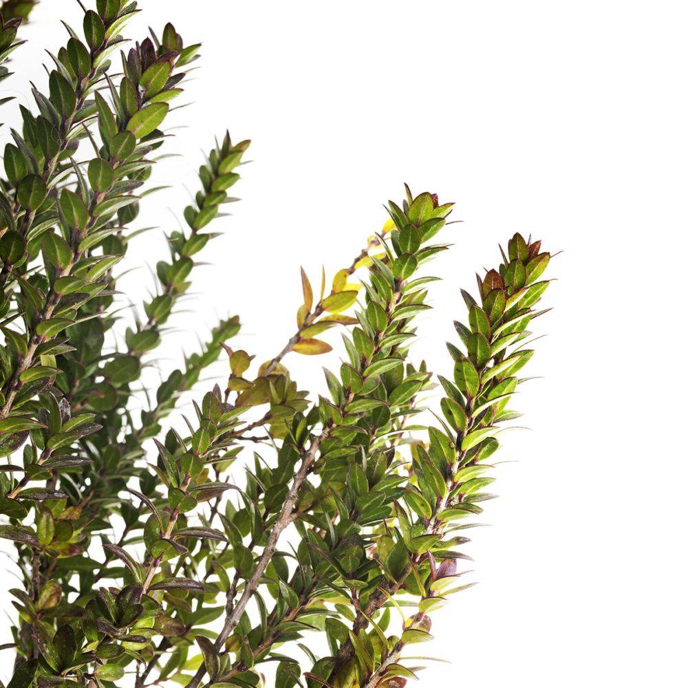 Myrte de Tarente - Myrtus communis Tarentina