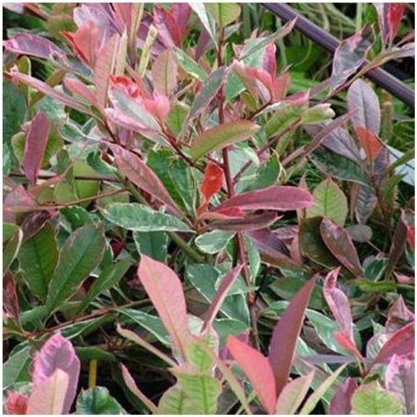 Photinia 'Pink marble cassini' - Image 1