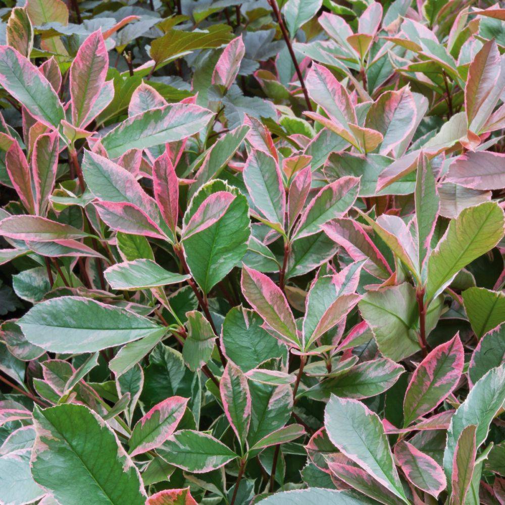 Photinia 'Pink marble cassini' - Image 2