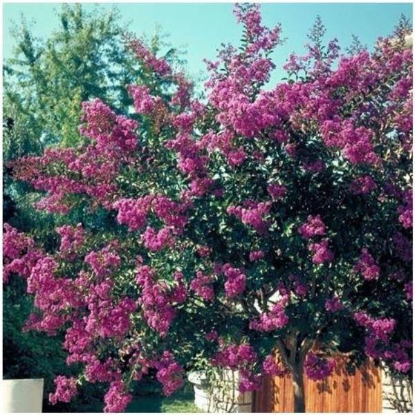 Lagerstroemia 'Terre Chinoise®'