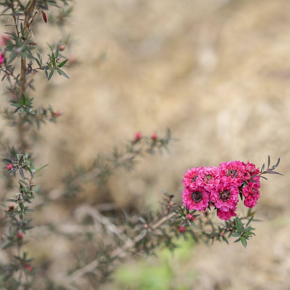 Leptospermum Crimson Glory - Image 1