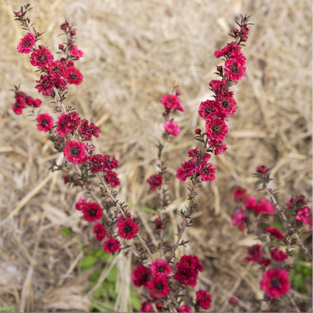 Leptospermum Crimson Glory - Image 2