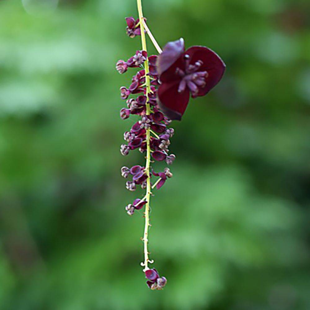 Akebia longeracemosa