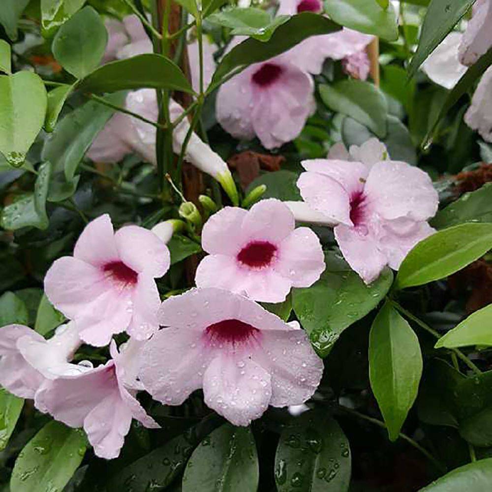 Pandorea jasminoides rose