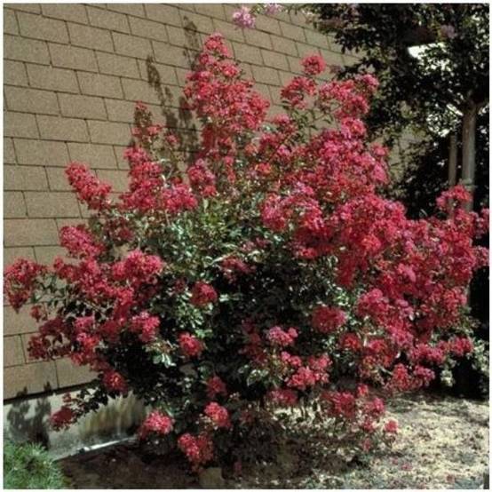 Lilas des Indes Red Imperator® - Image 4