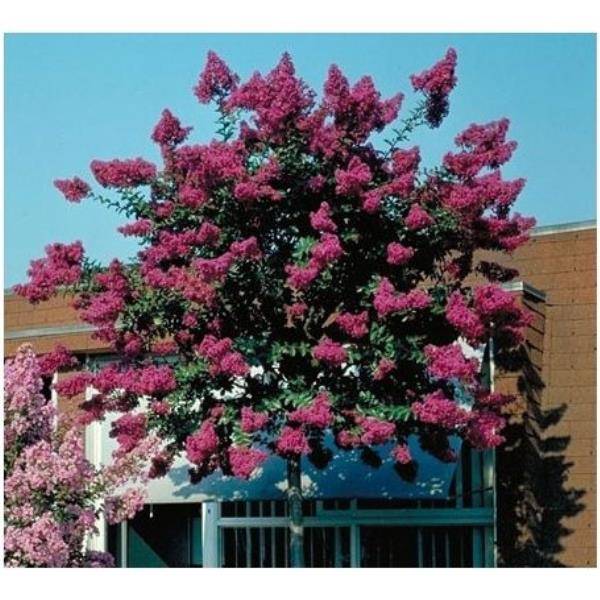 Lilas des Indes Saint Emilion®'