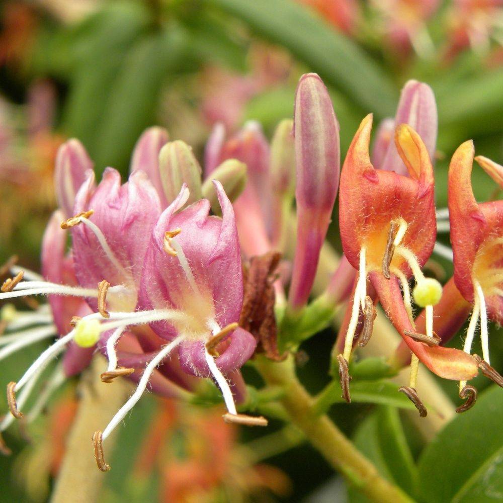 Chèvrefeuille henryi - Image 8