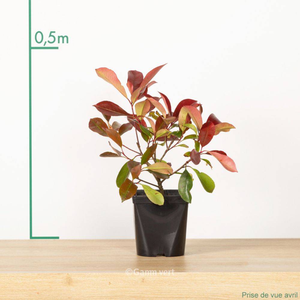 Photinia 'Red robin' - Image 4
