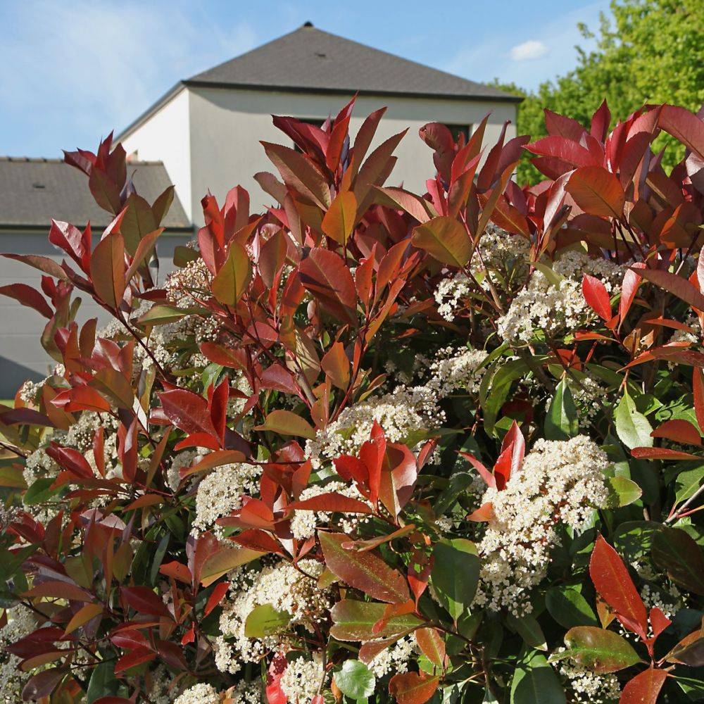 Photinia 'Red robin' - Image 1
