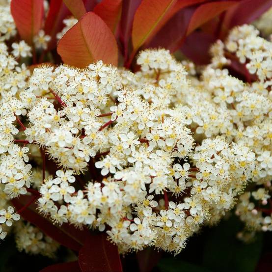Photinia 'Red robin' - Image 6