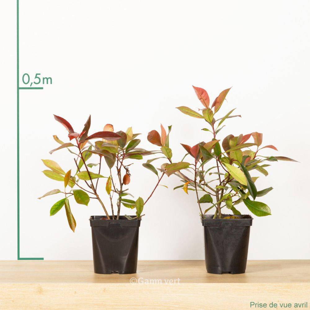 Photinia 'Red robin' - Image 7