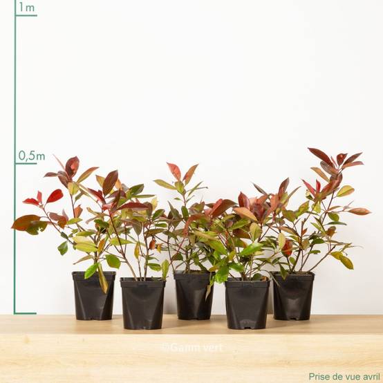 Photinia 'Red robin' - Image 9