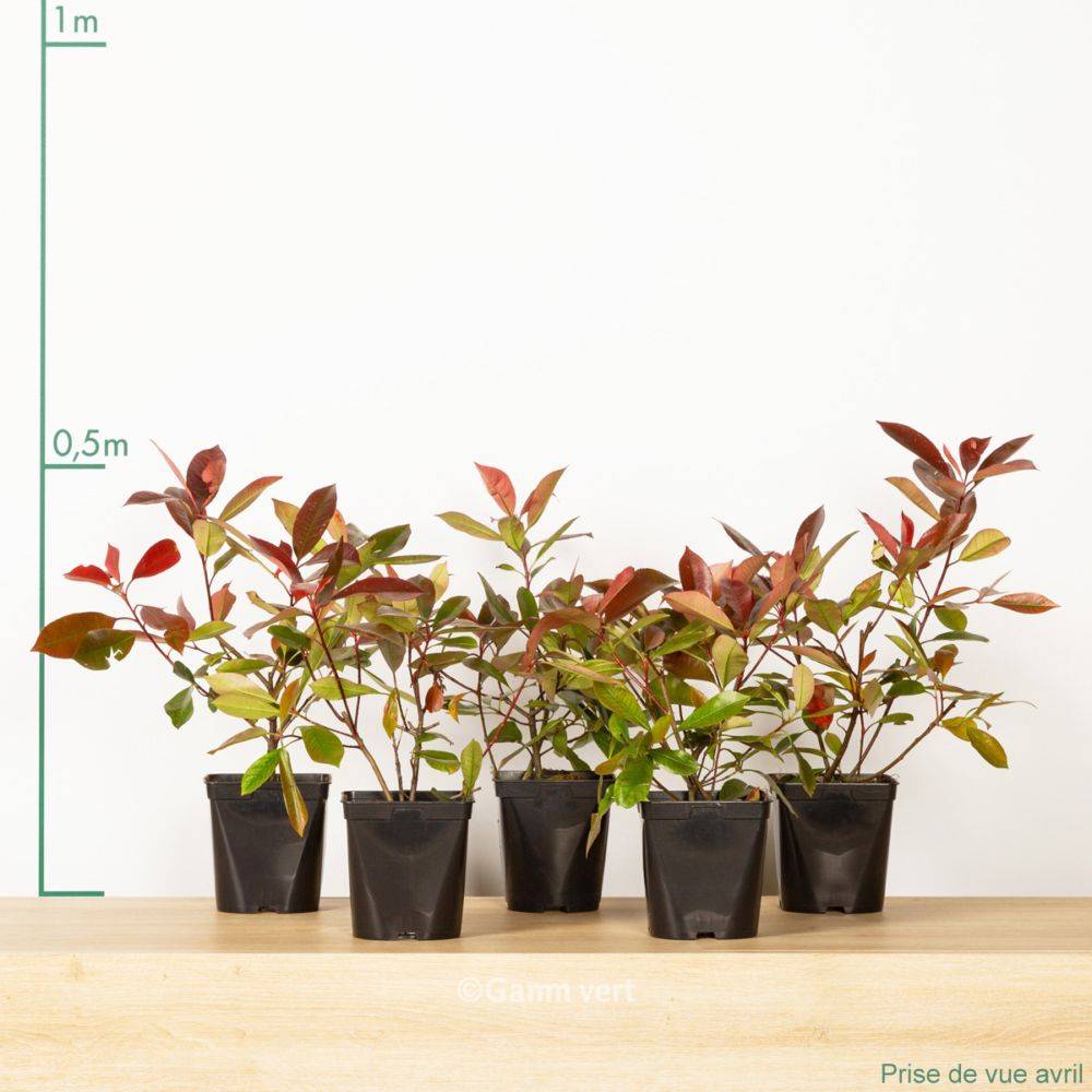 Photinia 'Red robin' - Image 9