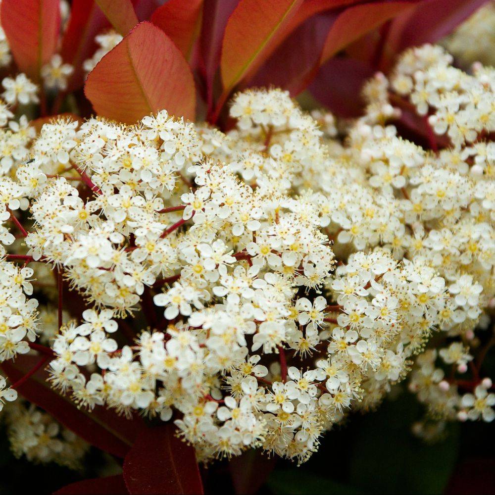Photinia fraseri 'Red Robin' - Image 2