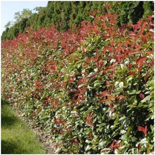 Photinia fraseri 'Red Robin' - Image 3