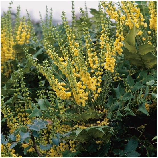 Mahonia du Japon 'Winter Sun' - Image 1