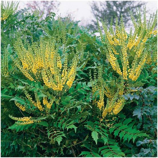 Mahonia du Japon 'Winter Sun' - Image 2