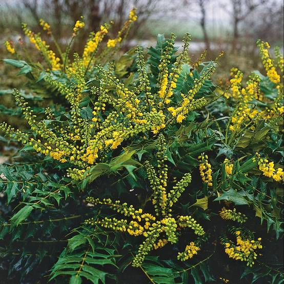 Mahonia du Japon 'Winter Sun' - Image 3