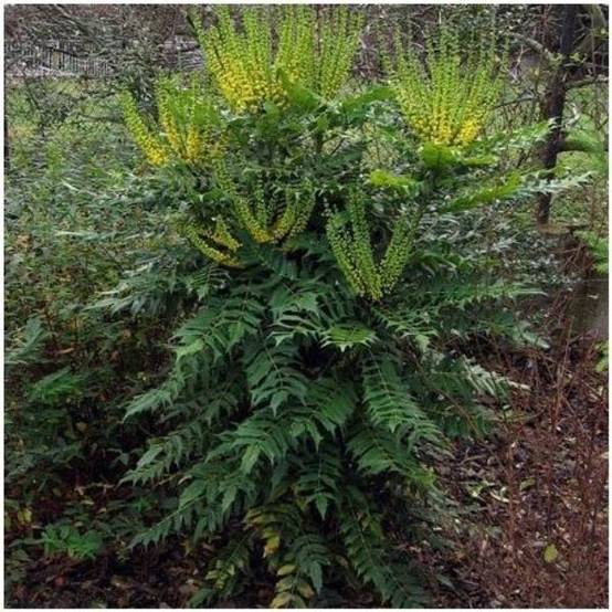 Mahonia du Japon 'Winter Sun' - Image 4