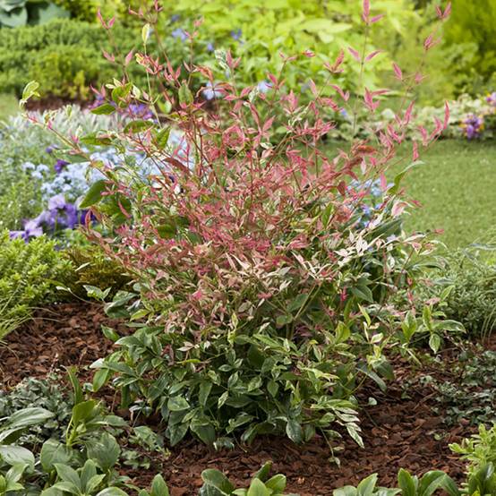 Bambou sacré - Nandina Twilight® - Image 4