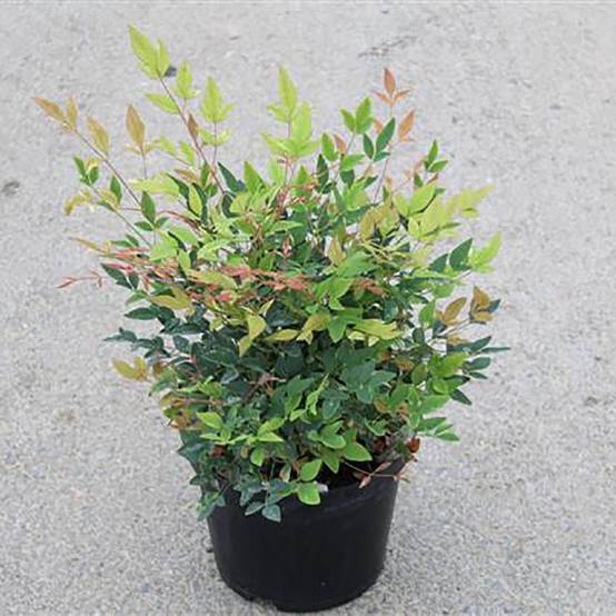 Bambou sacré - Nandina Twilight® - Image 5