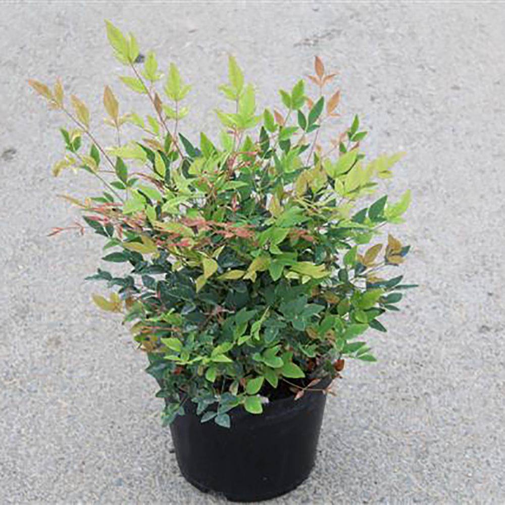 Bambou sacré - Nandina Twilight® - Image 5