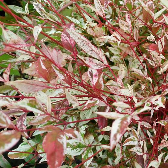 Bambou sacré - Nandina Twilight® - Image 2