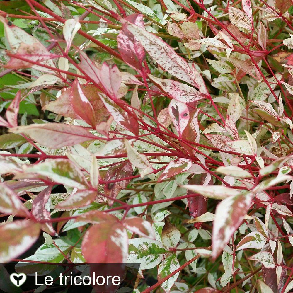 Bambou sacré - Nandina Twilight®