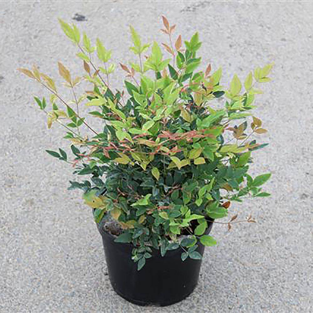 Bambou sacré - Nandina Twilight® - Image 6
