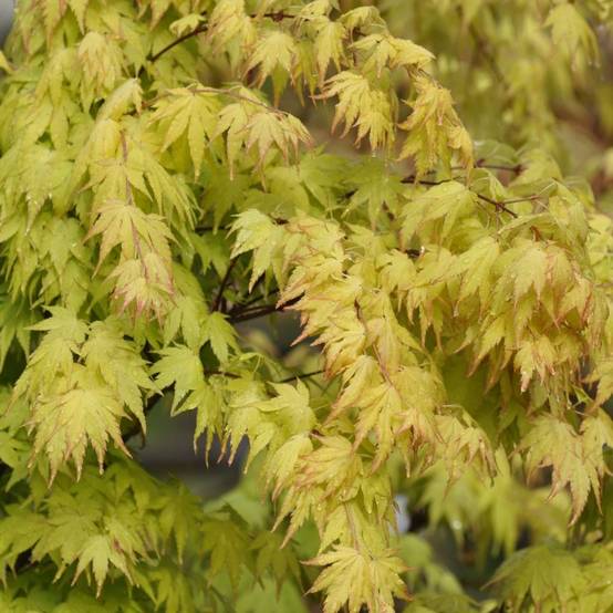Erable du Japon 'Orange Dream' - Image 1