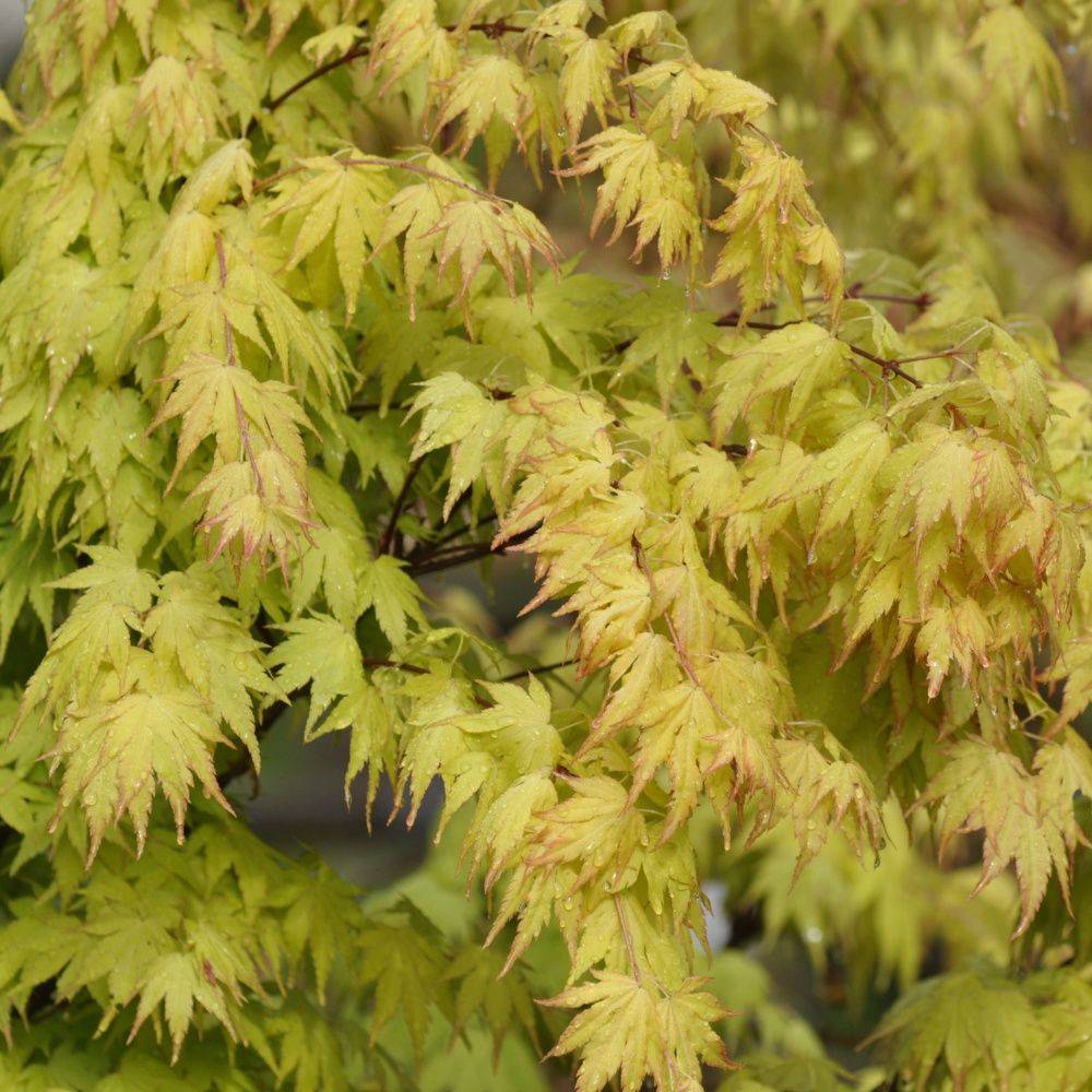 Erable du Japon 'Orange Dream' - Image 1