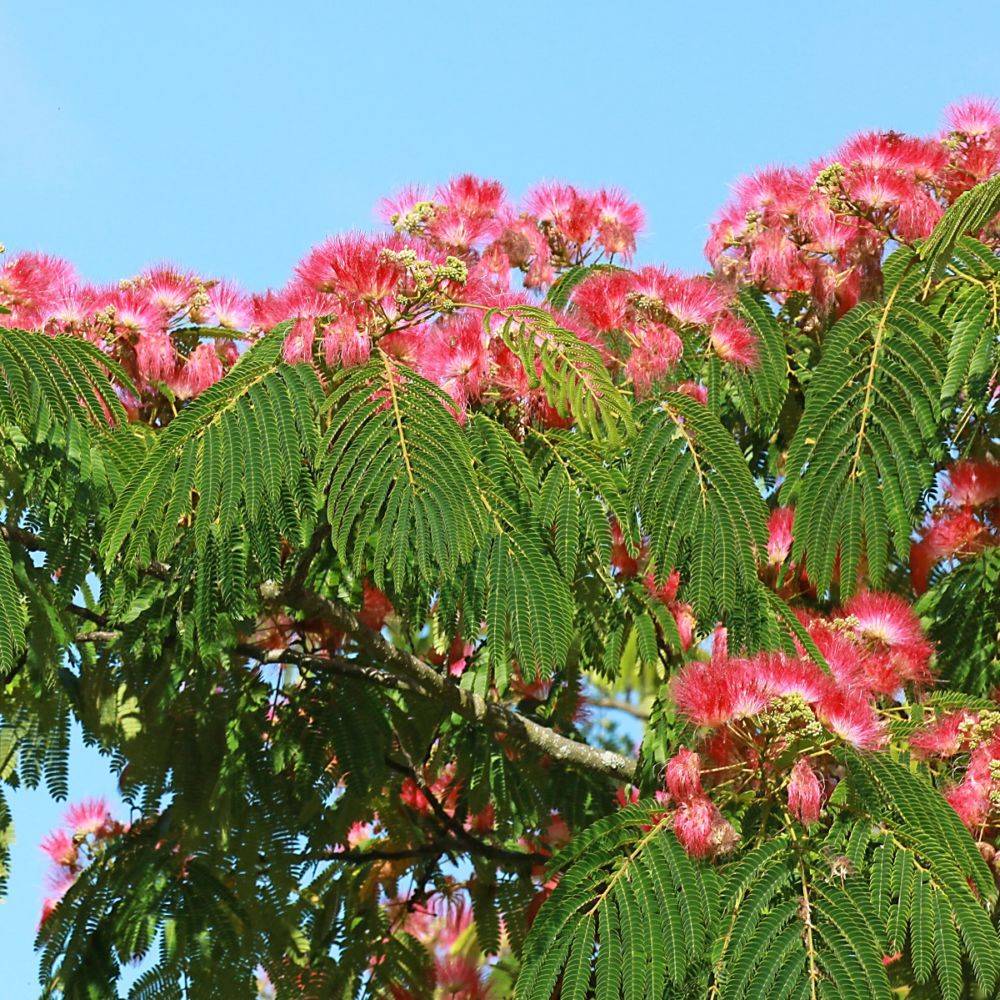 Albizia 'Ombrella' - Image 5