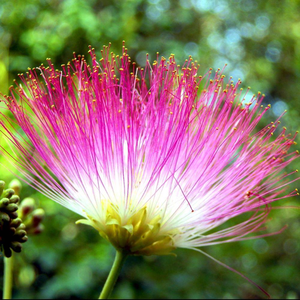 Albizia 'Ombrella' - Image 1