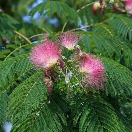 Albizia 'Ombrella' - Image 6