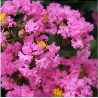 Lilas des Indes Jacqueline Desmartis®
