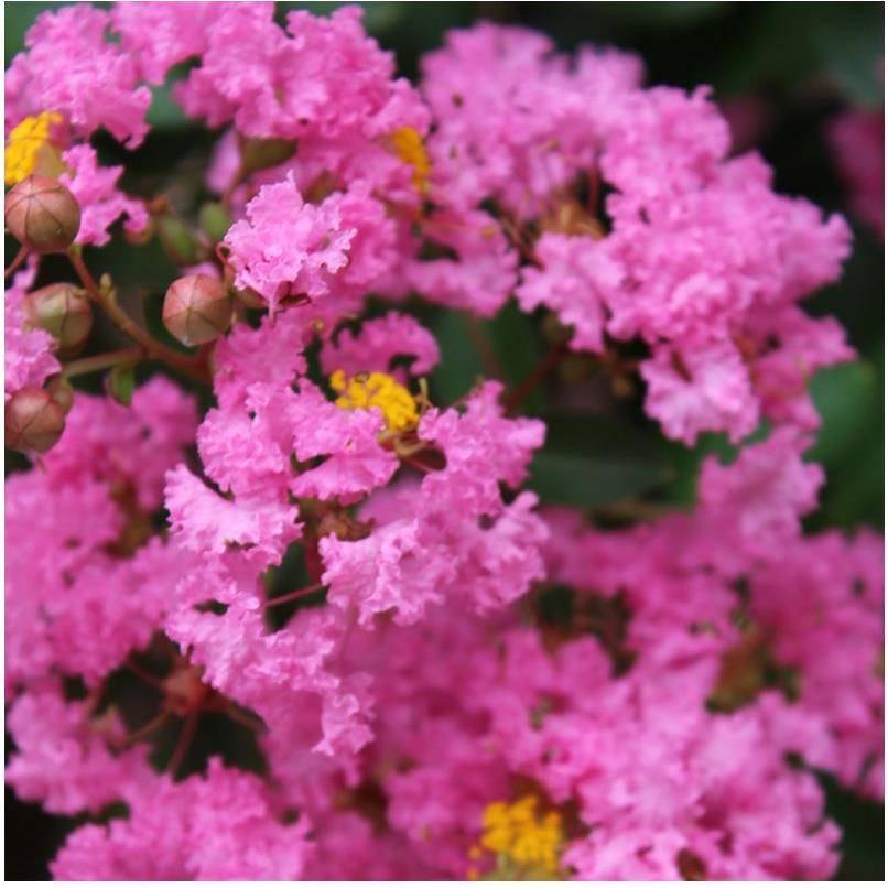 Lilas des Indes Jacqueline Desmartis®