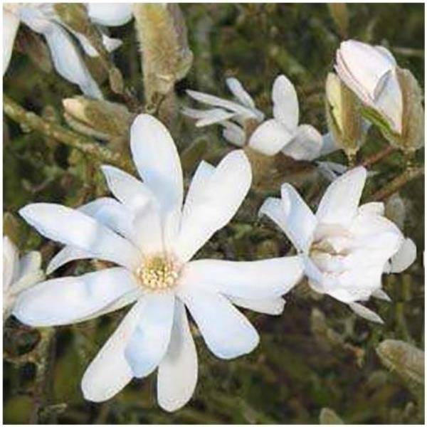 Magnolia stellata