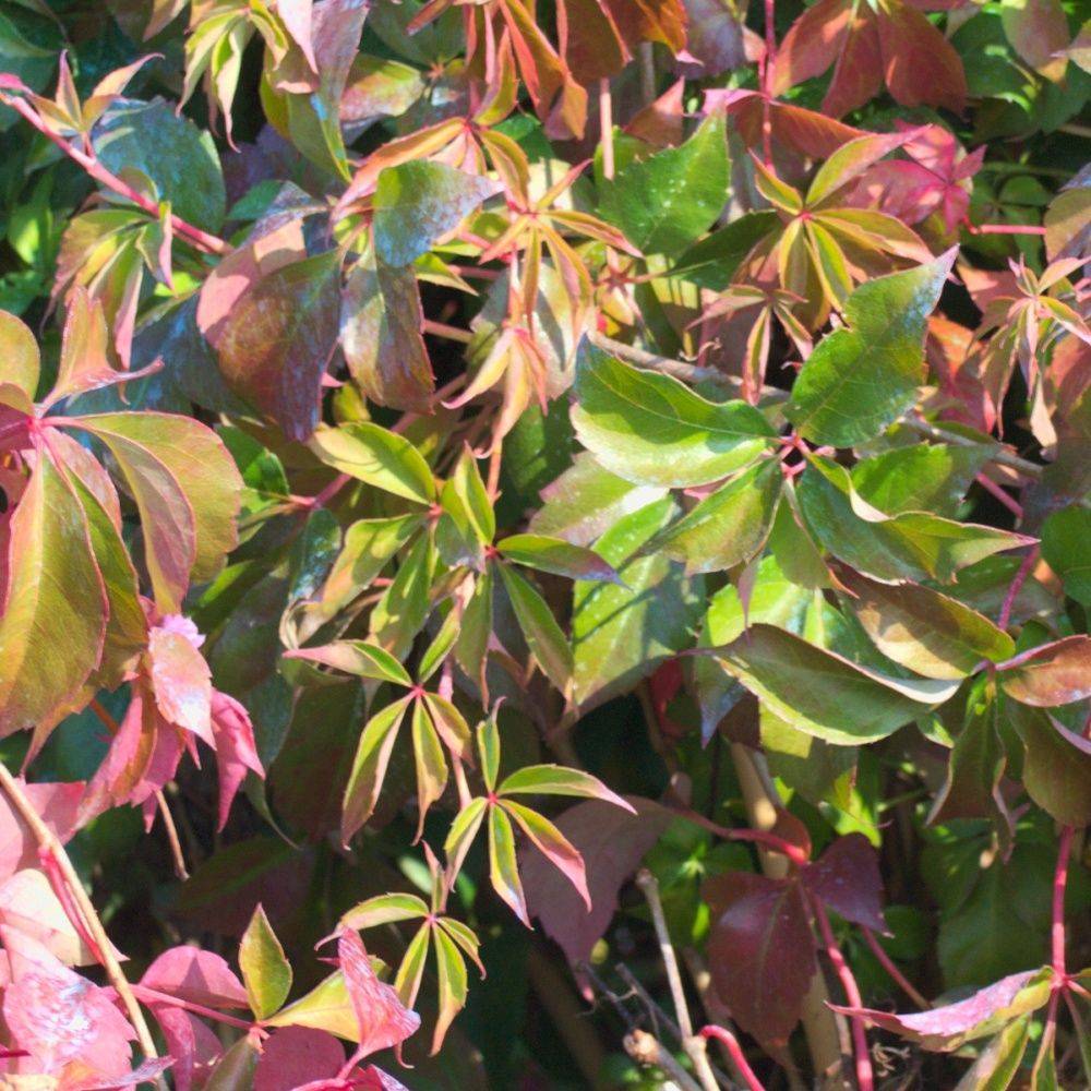 Vigne vierge quinquefolia 'Murorum'