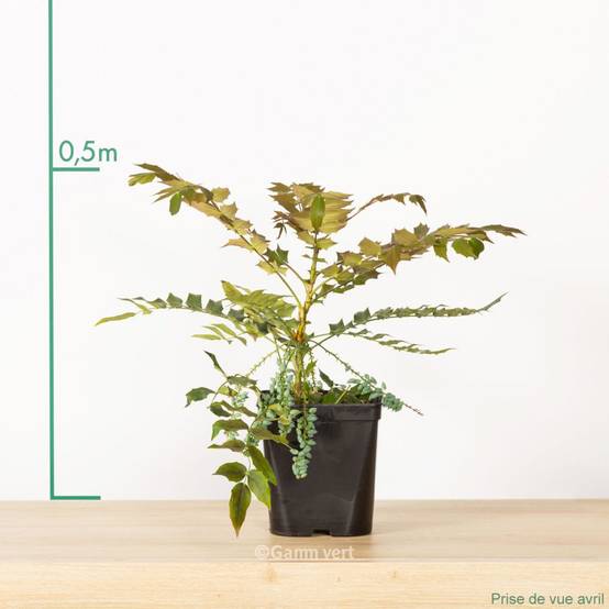 Mahonia media 'Charity' - Image 2