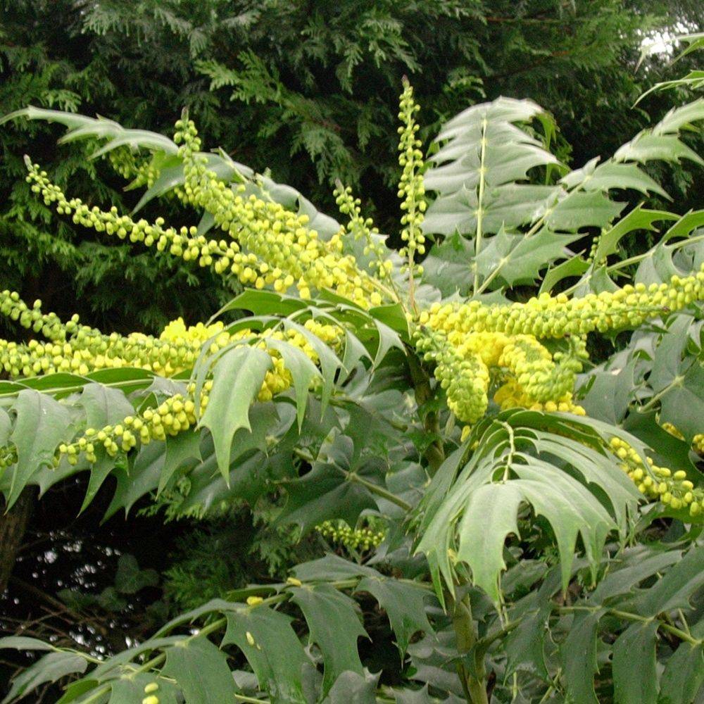 Mahonia media 'Charity' - Image 1