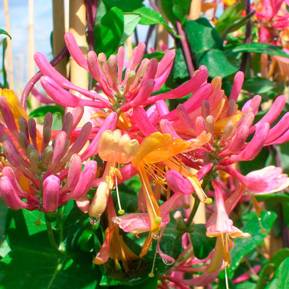 Chèvrefeuille American Beauty