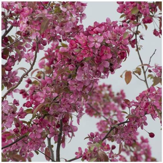 Pommier d'ornement 'Courtarou' - Image 3