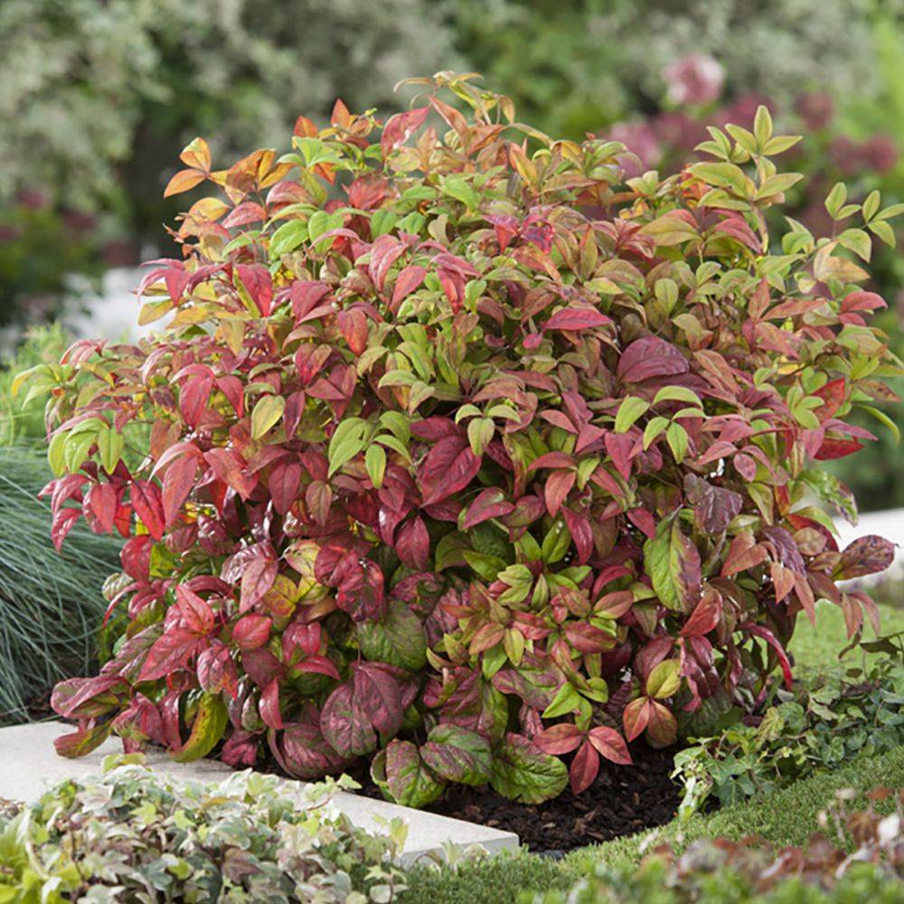 Bambou sacré - Nandina 'Fire power' - Image 4